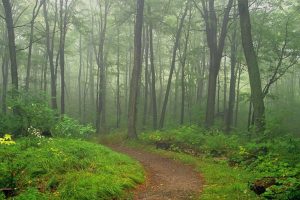 Waldweg im Nebel